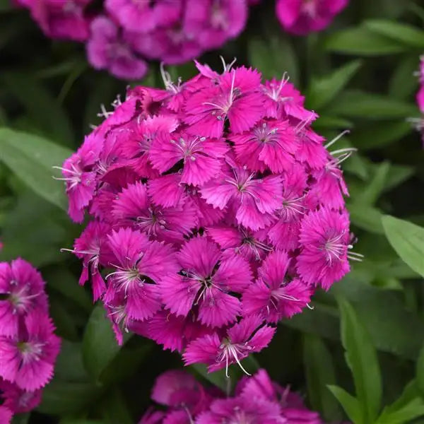 25 Pelleted Dianthus Seeds Dart Purple F1 Hybrid Flower Seeds
