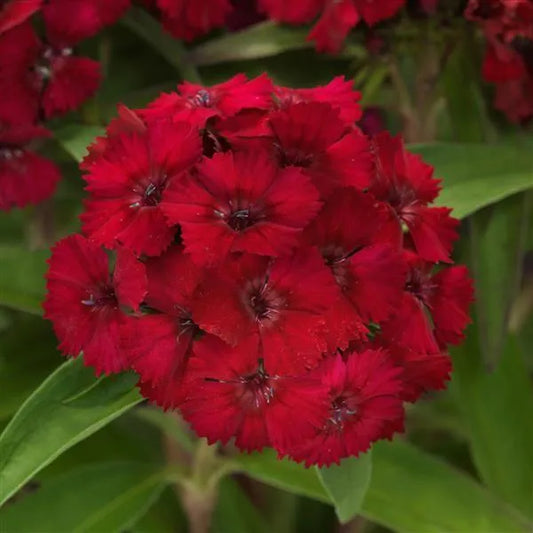 25 Pelleted Dianthus Seeds Dart Raspberry F1 Hybrid Flower Seeds