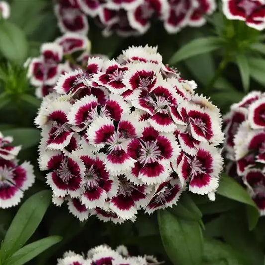 25 Pelleted Dianthus Seeds Dart Red White Picotee F1 Flower Seeds