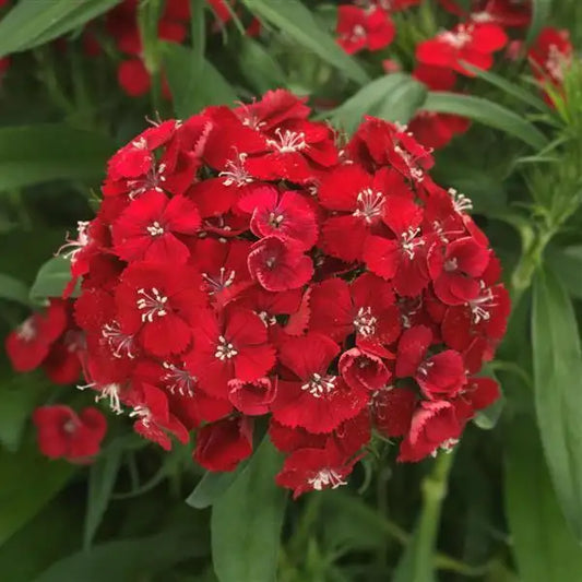 25 Pelleted Dianthus Seeds Dart Scarlet F1 Hybrid Flower Seeds