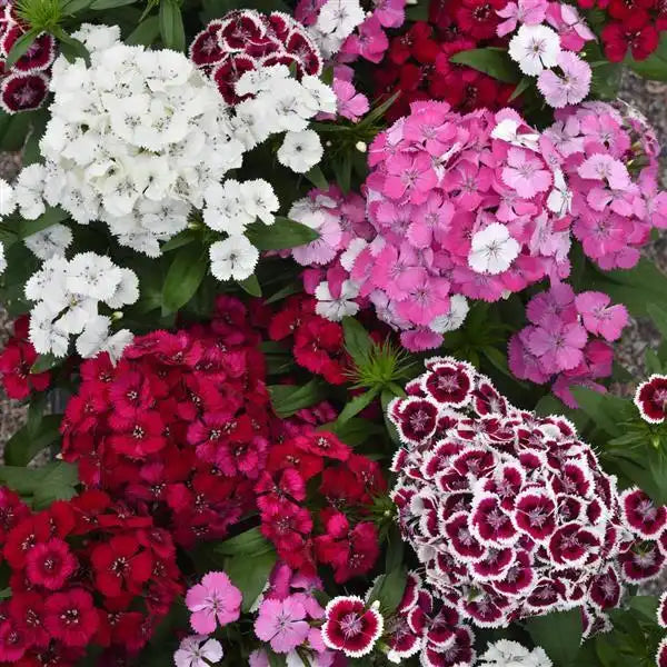 25 Pelleted Dianthus Seeds Dart Select Mix F1 Hybrid Flower Seeds