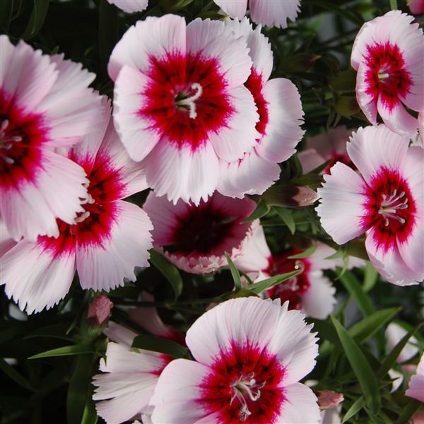 25 Pelleted Dianthus Seeds Dianthus Diana White Purple Eye