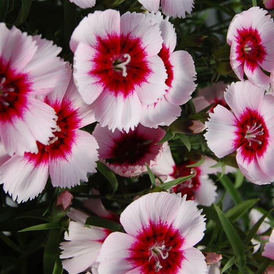 25 Pelleted Dianthus Seeds Dianthus Diana White Purple Eye