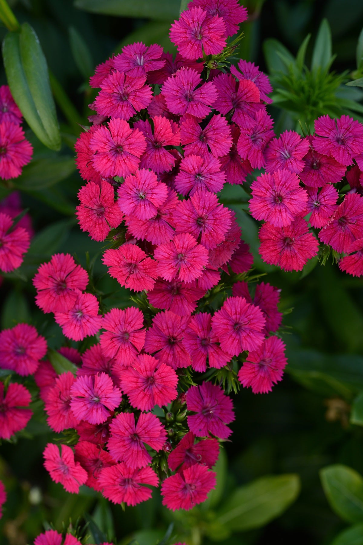 Jolt™ Cherry Dianthus Seeds 25 Pelleted Heat-Tolerant Flower Seeds