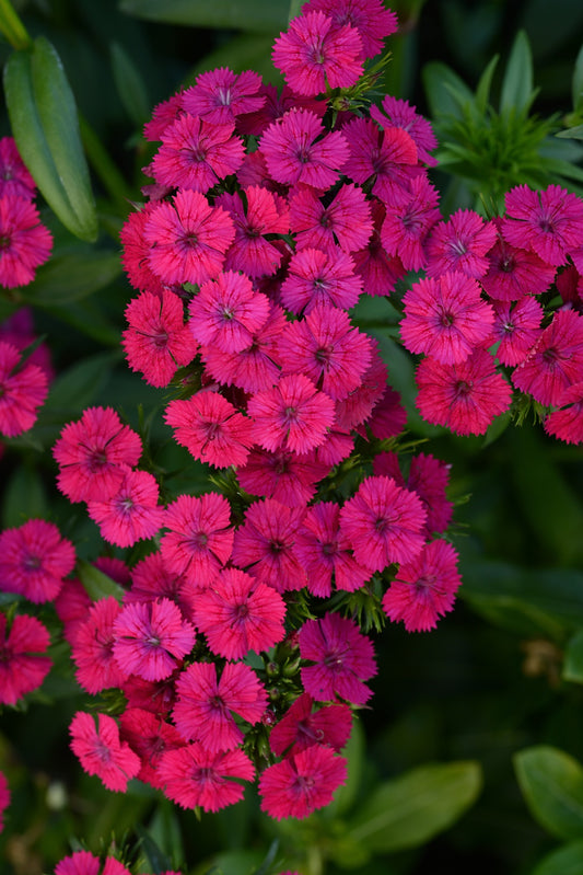 Jolt™ Cherry Dianthus Seeds 25 Pelleted Heat-Tolerant Flower Seeds