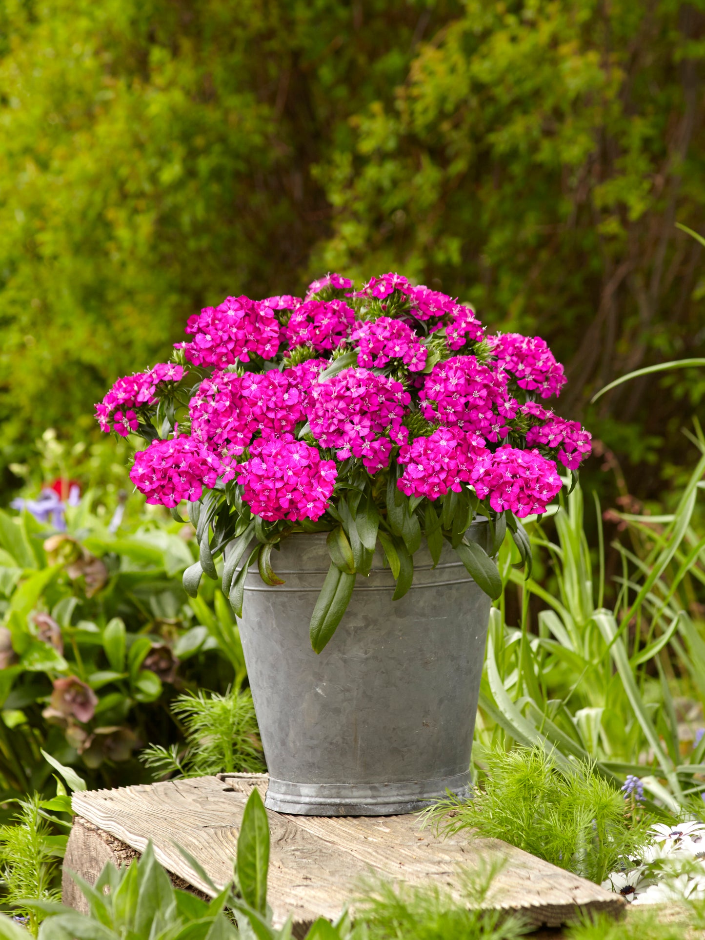 Jolt™ Purple Interspecific Dianthus Seeds – 25 Pelleted Flower Seeds