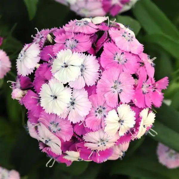 25 Pelleted Dianthus Seeds Dash™ Magician – Fragrant Cut Flower Seeds