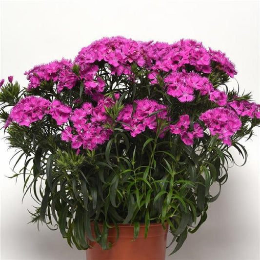 Dianthus Rockin’™ Purple 25 Pelleted Flower Seeds