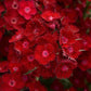 Dianthus Rockin’™ Red 25 Pelleted Dianthus Seeds