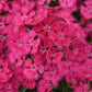 Dianthus Rockin’™ Rose 25 Pelleted Dianthus Seeds