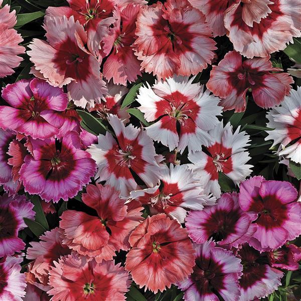 50 Pelleted Dianthus Seeds Super Parfait Mix