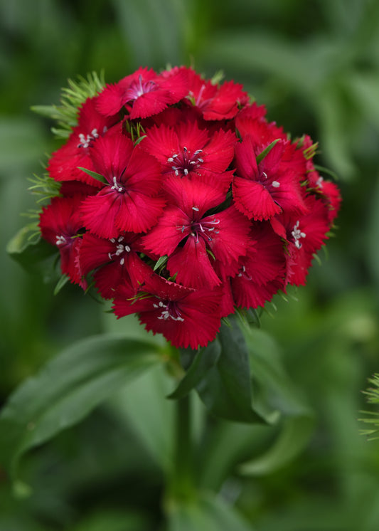 50 Pelleted Dianthus Seeds Dianthus Sweet Cherry