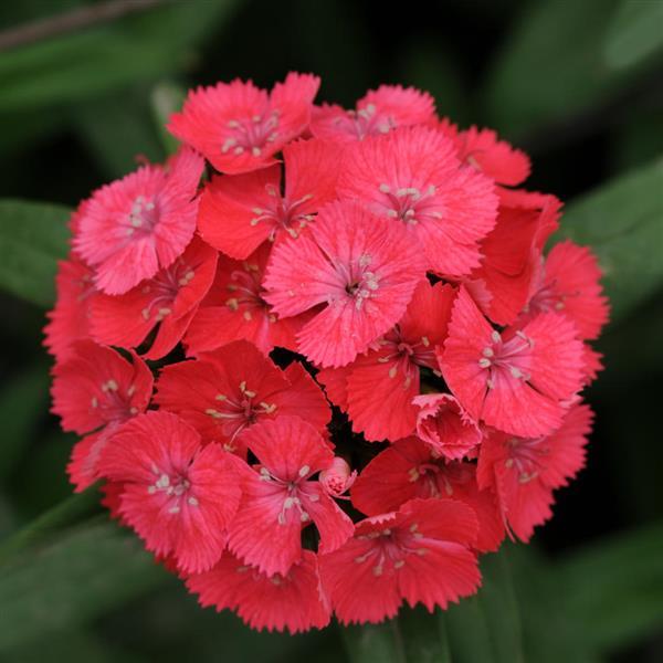 50 Pelleted Dianthus Seeds Dianthus Sweet Coral