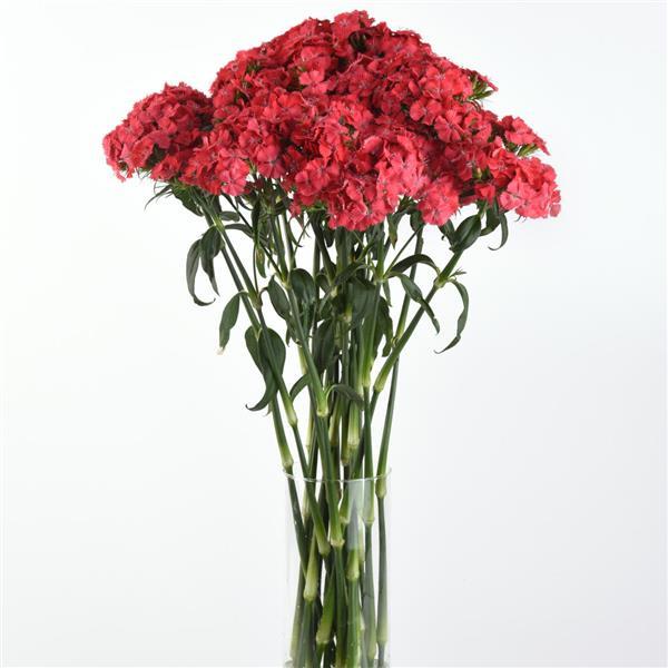 50 Pelleted Dianthus Seeds Dianthus Sweet Coral