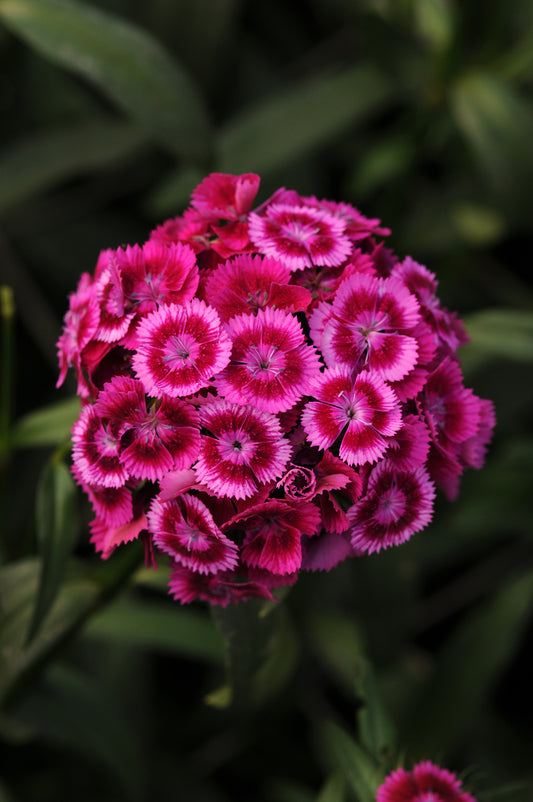 50 Pelleted Dianthus Seeds Dianthus Sweet Magenta Bicolor
