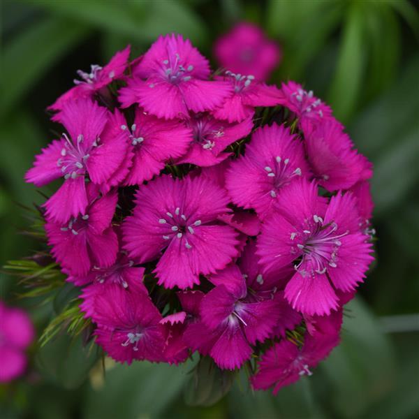 50 Pelleted Dianthus Seeds Dianthus Sweet Neon Purple