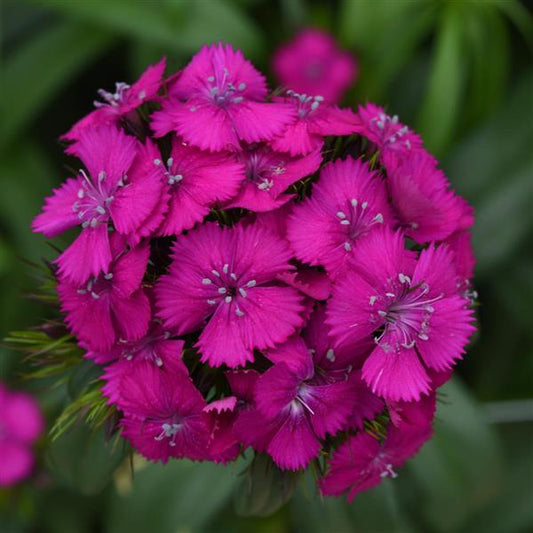 50 Pelleted Dianthus Seeds Dianthus Sweet Neon Purple