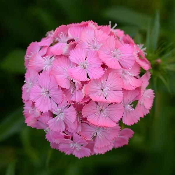 50 Pelleted Dianthus Seeds Dianthus Sweet Pink Maxine
