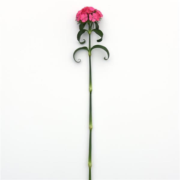 50 Pelleted Dianthus Seeds Dianthus Sweet Pink Maxine