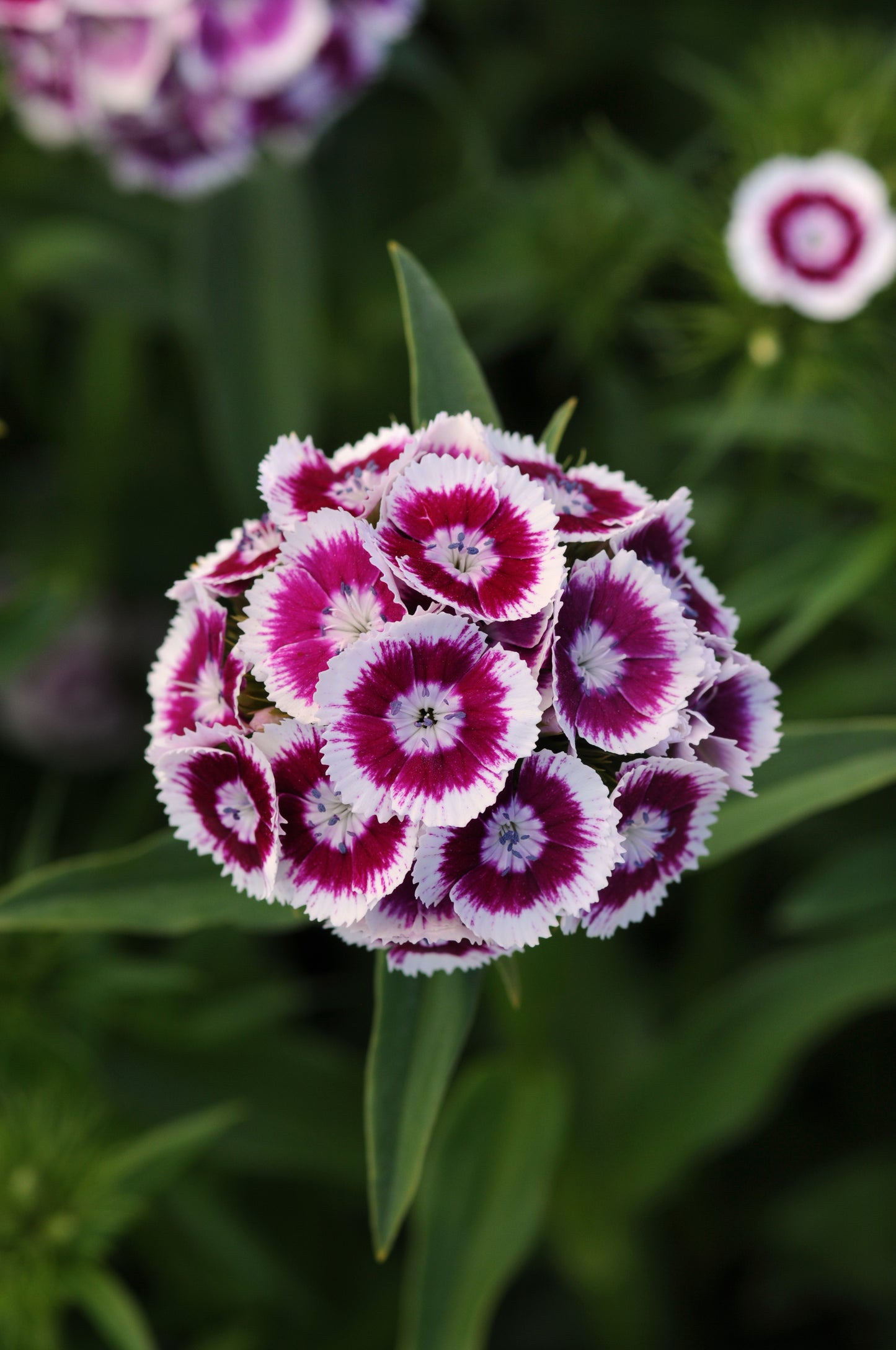 50 Pelleted Dianthus Seeds Dianthus Sweet Purple White Bicolor