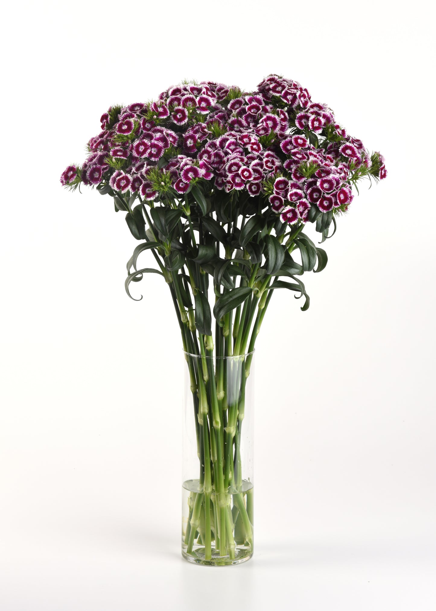 50 Pelleted Dianthus Seeds Dianthus Sweet Purple White Bicolor