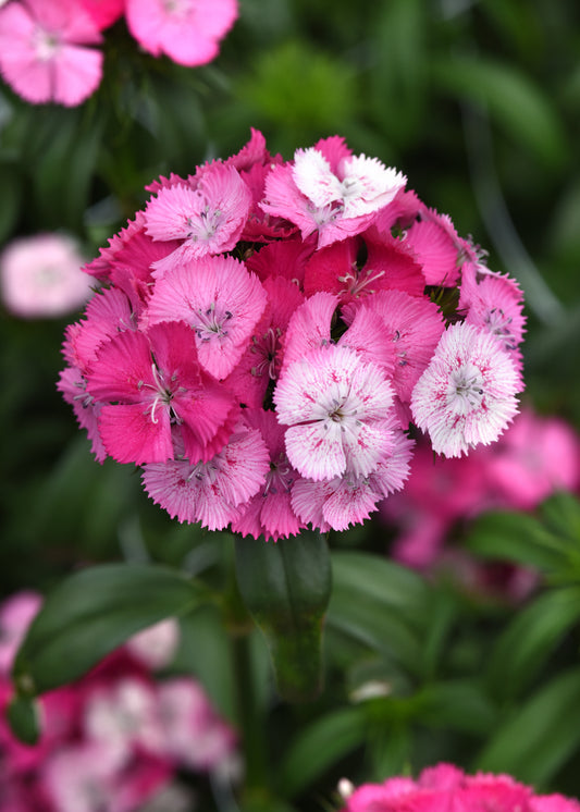 50 Pelleted Dianthus Seeds Dianthus Sweet Rose Magic
