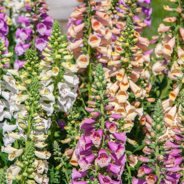 Digitalis Dottie Mix Seeds – 25 Pelleted Foxglove Seeds First-Year Flowering