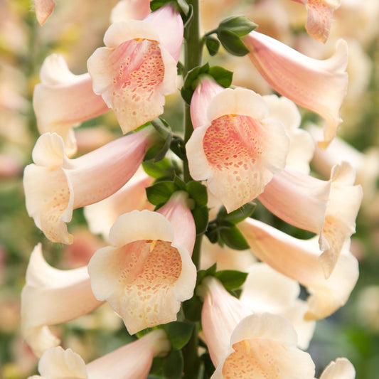 Digitalis Dottie Peach Digitalis Seeds – 25 Pelleted Flower Seeds (First-Year Foxglove)