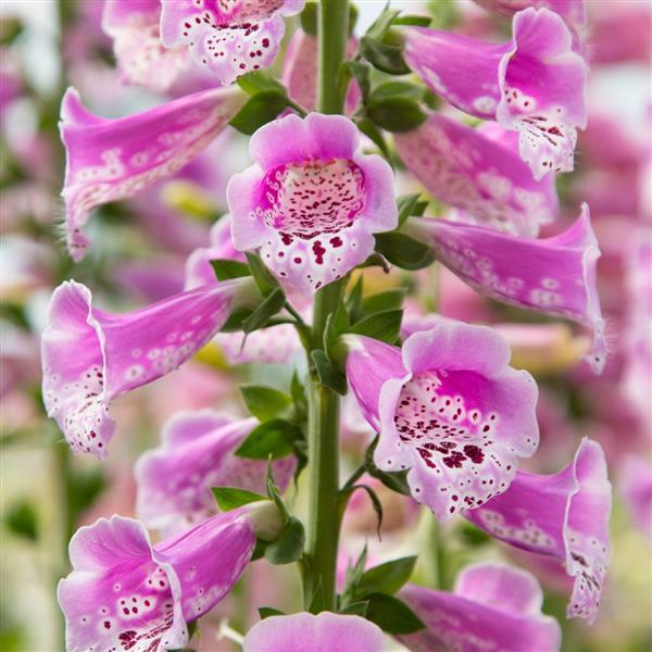 Digitalis Dottie Warm Rose Seeds – 25 Pelleted Foxglove Seeds First-Year Flowering