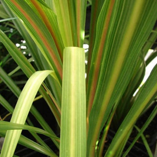 dracaena indivisa seeds Dracaena Indivisa Dracaena Spike Seeds 50 thru 1,000 Dracaena Seeds – trailingpetunia.com