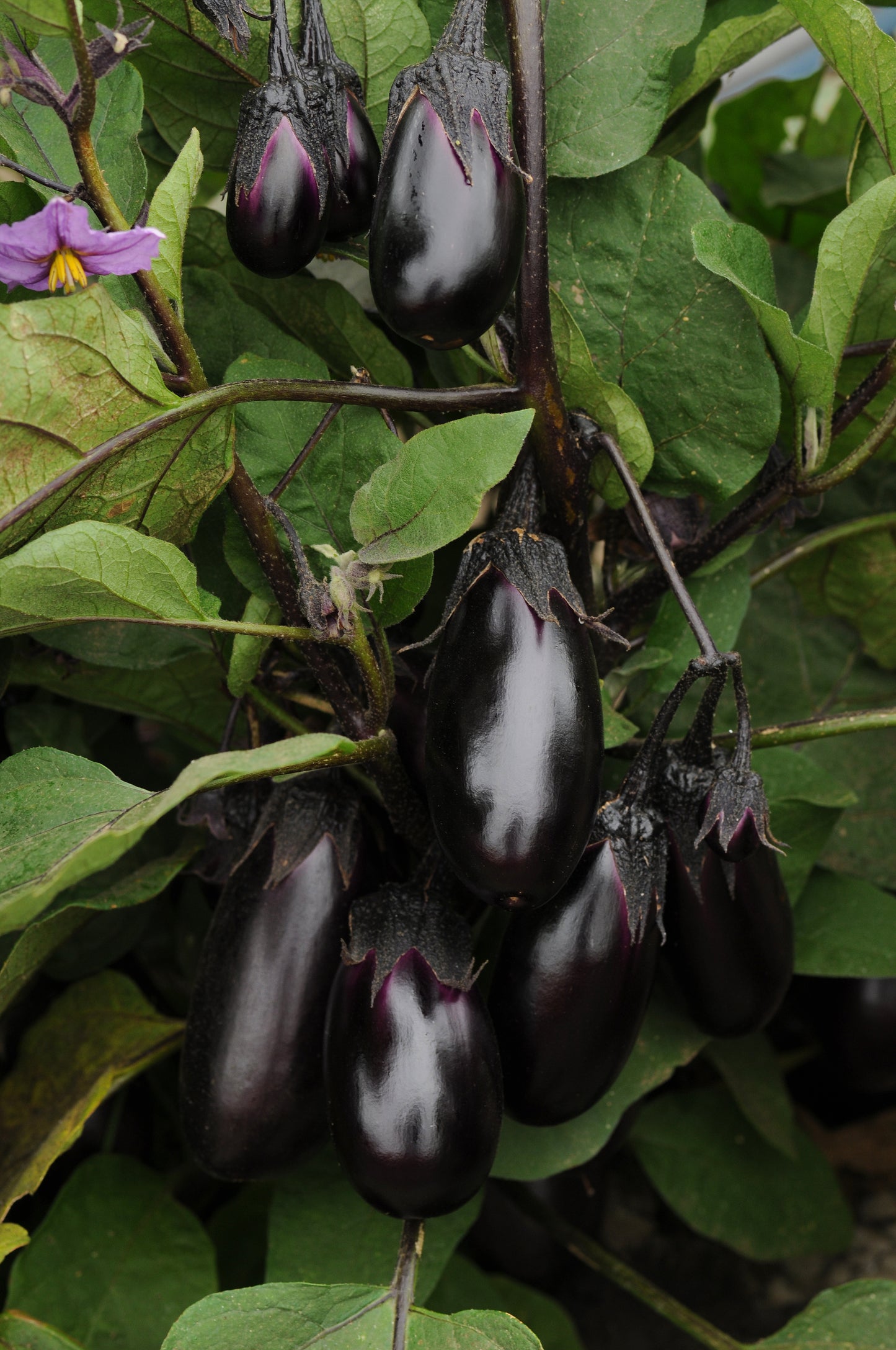 Patio Baby Eggplant Seeds 25 Compact Vegetable Garden Seeds