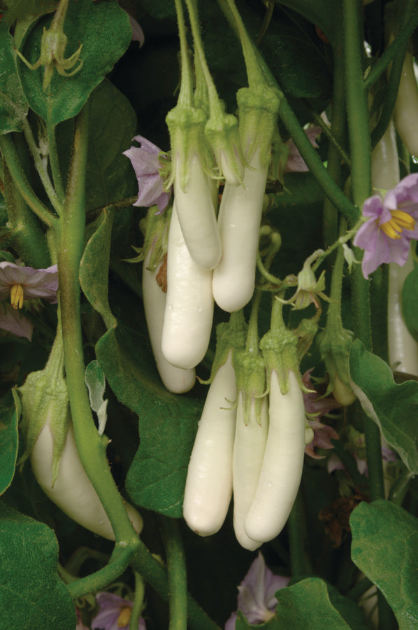 25 Gretel Eggplant Seeds F1 Hybrid White Eggplant Garden & Vegetable Seeds