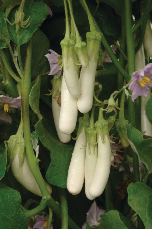 25 Gretel Eggplant Seeds F1 Hybrid White Eggplant Garden & Vegetable Seeds