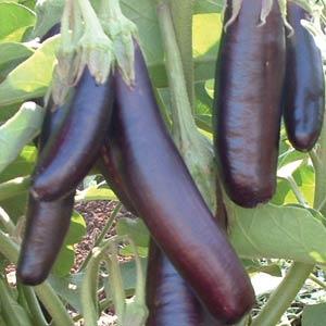 Little Fingers Eggplant Seeds 50 Compact Asian Vegetable Seeds