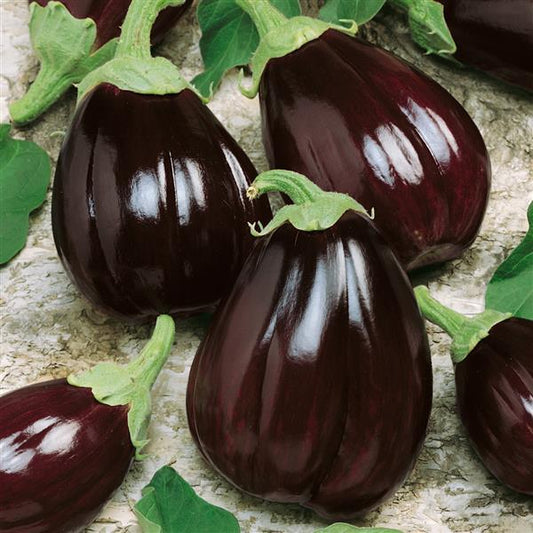 Satin Moon Eggplant Seeds 50 Heirloom Vegetable Garden Seed