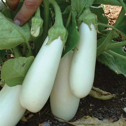 Snowy Eggplant Seeds 50 White Non-Bitter Vegetable Seeds