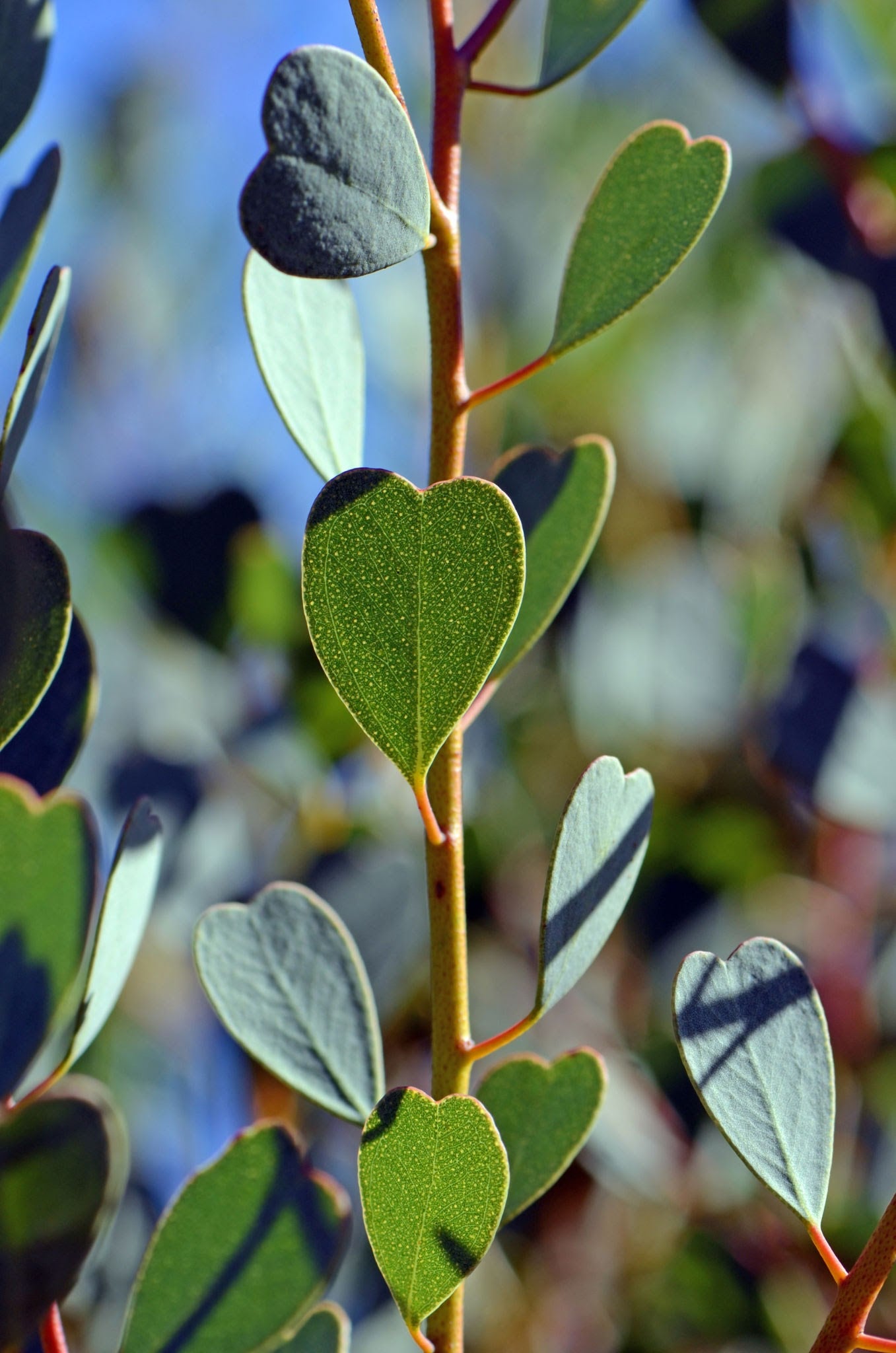 Eucalyptus Seeds websteriana 25 Seeds – Heart-Leaf Mallee Tree