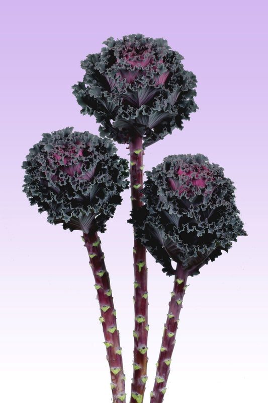 50 Flowering Kale Seeds Black Angel