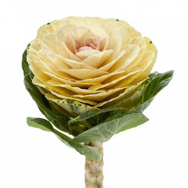 Flowering Kale Seeds Empire Alexander F1 Hybrid 50 Seeds Ornamental Cut Flower