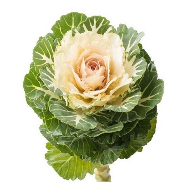50 Flowering Kale Seeds Flowering Cabbage Empire Arina F1 Hybrid