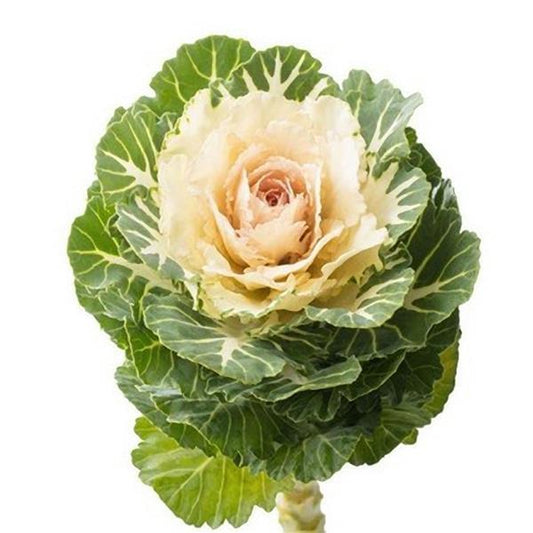50 Flowering Kale Seeds Flowering Cabbage Empire Arina F1 Hybrid