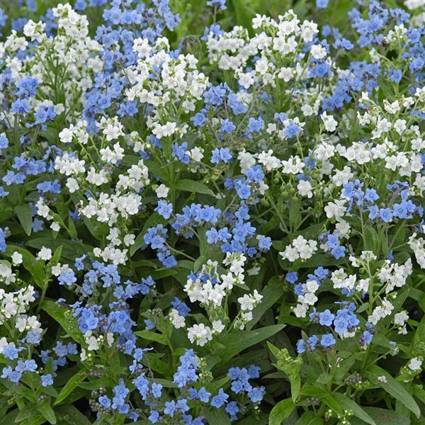 200 Cynoglossum Seeds Chill Out Mix Forget Me Not Blue & White Flower Seeds