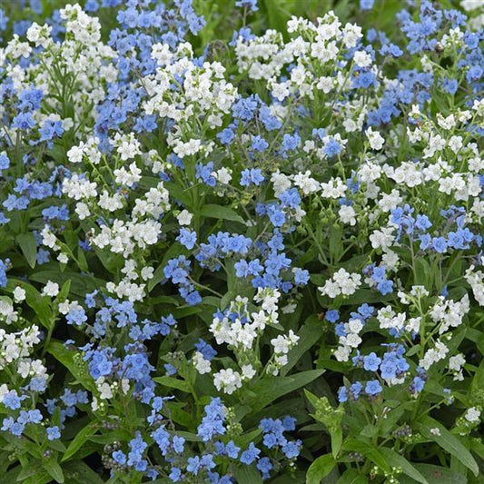 200 Cynoglossum Seeds Chill Out Mix Forget Me Not Blue & White Flower Seeds