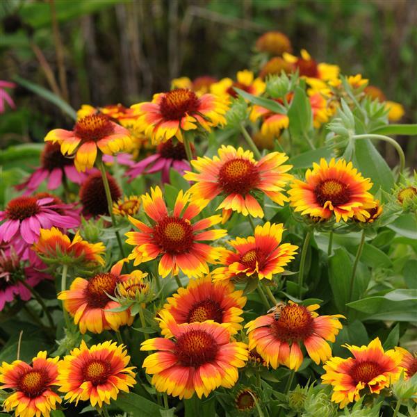 Gaillardia Seeds Gaillardia Mesa™ Bright Bicolor Blanket Flower