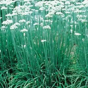 Chef's Herb Garden Kit – 6 Herb Seed Packets, 850 Seeds
