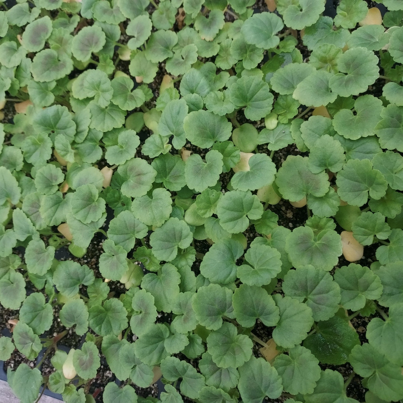 Geranium Seeds Maverick Orange 15 thru 250 Bulk Flower Seeds