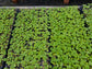 Geranium Seeds Maverick Quick Silver 15 thru 250 Bulk Geranium Seeds