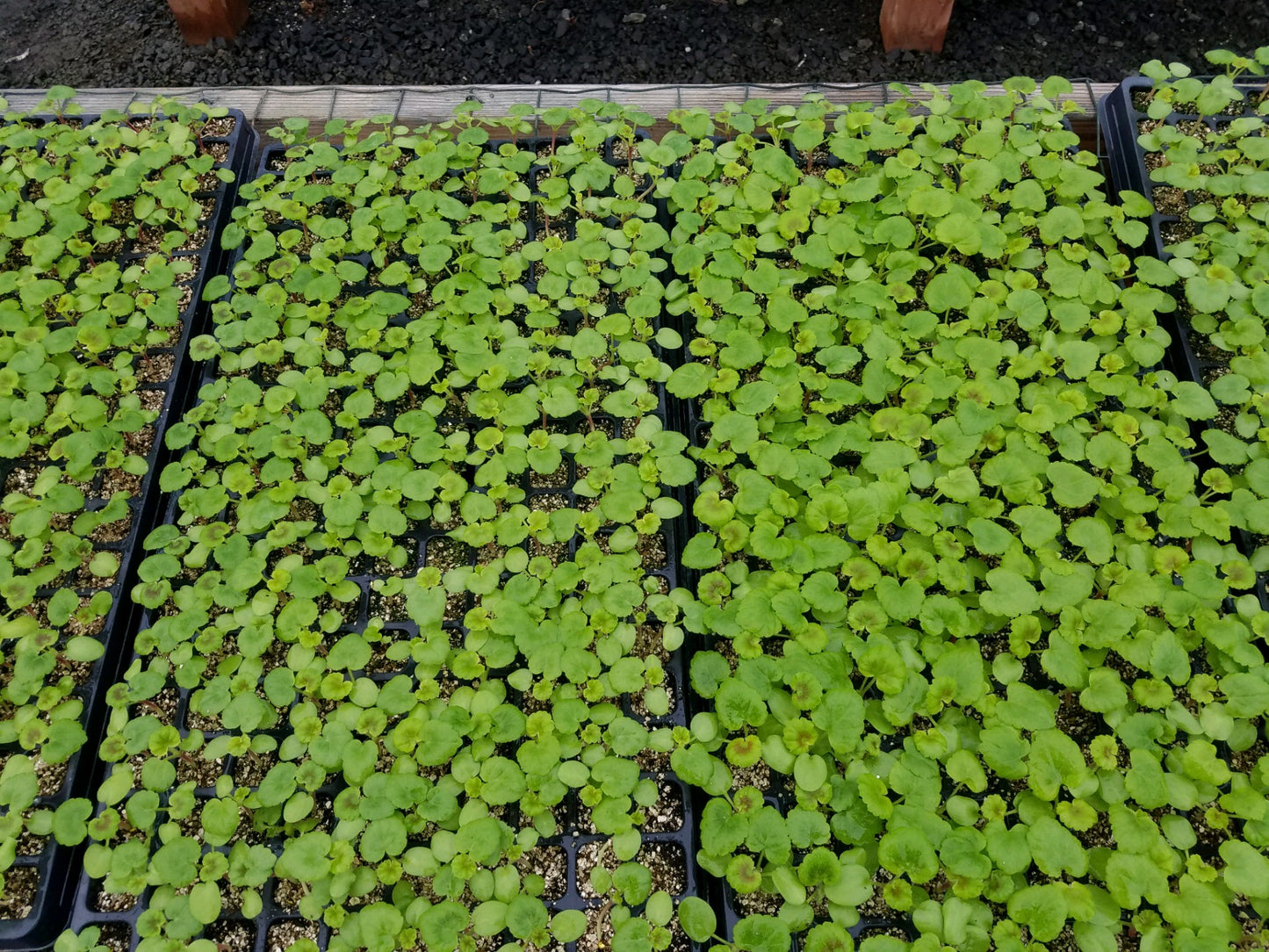 Maverick Quick Silver 15 Geranium Seeds