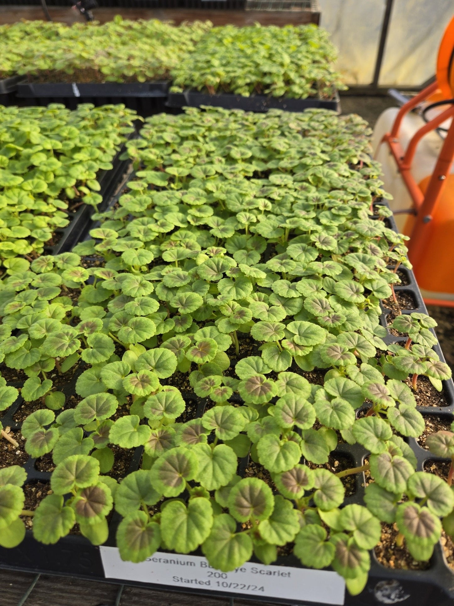 Geranium Seeds Bullseye Scarlet 15 Seeds