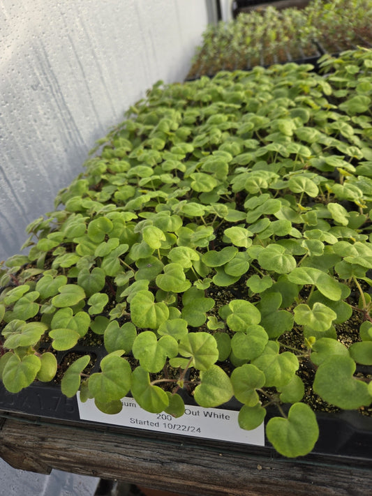 trailing ivy geranium seeds Ivy Geranium Seeds Reach Out White 15 Trailing Geranium Seeds